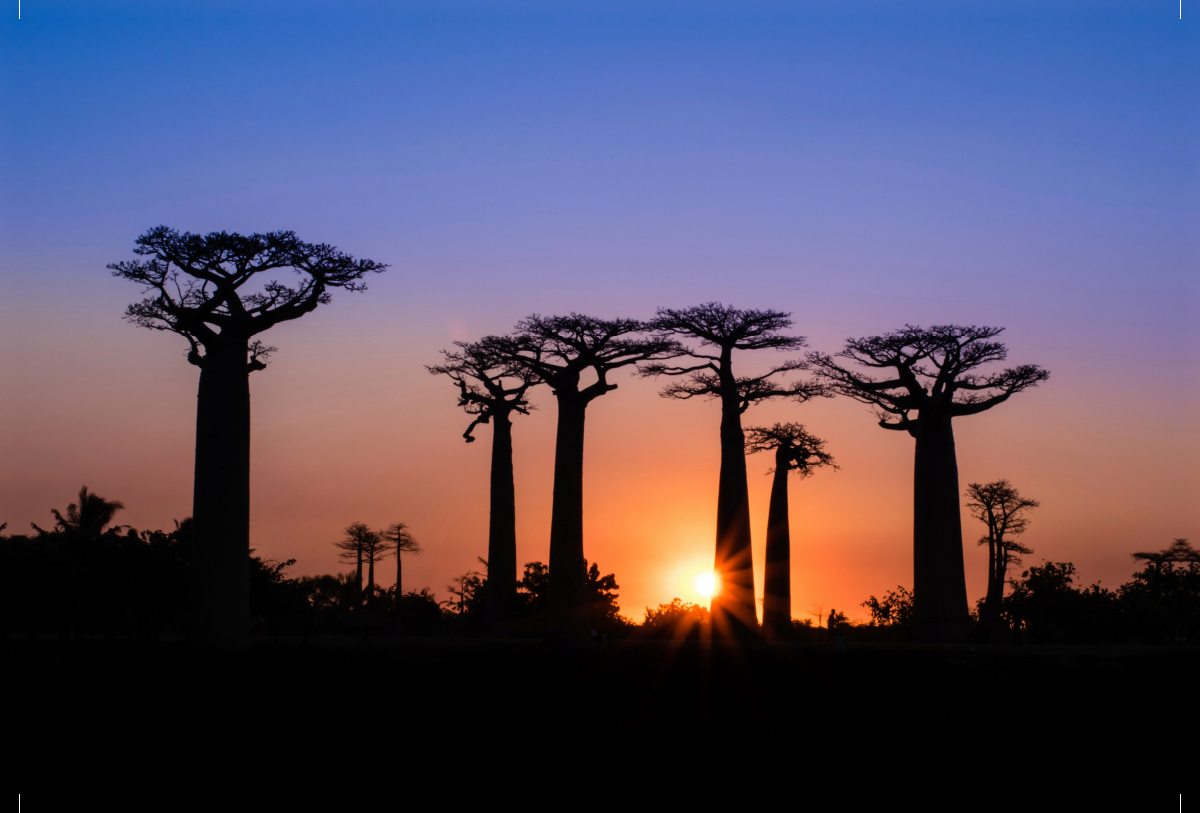 Baobab - Allee