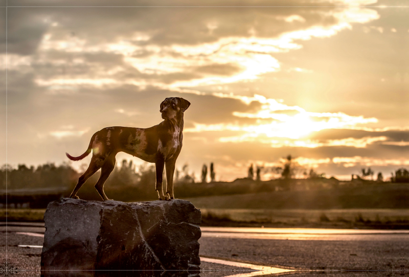 Louisiana Catahoula Leopard Dog im Sonnenuntergang