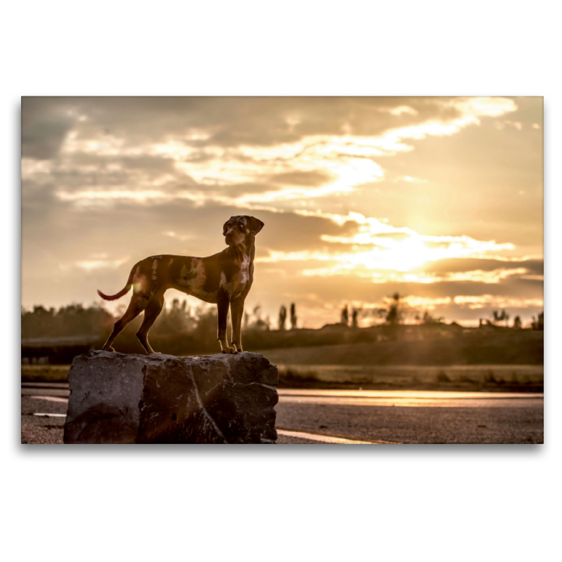 Louisiana Catahoula Leopard Dog im Sonnenuntergang