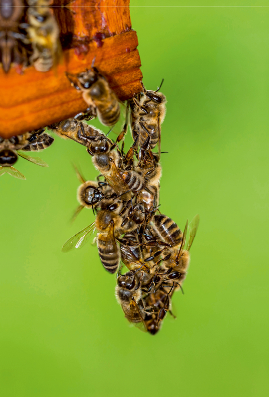 Ein Motiv aus dem Kalender Geschäftig wie im Bienenstock