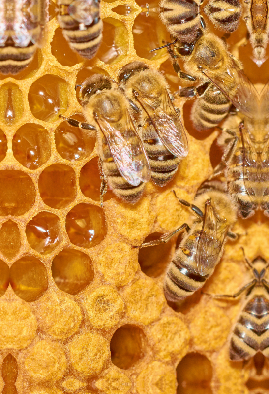 Ein Motiv aus dem Kalender Geschäftig wie im Bienenstock