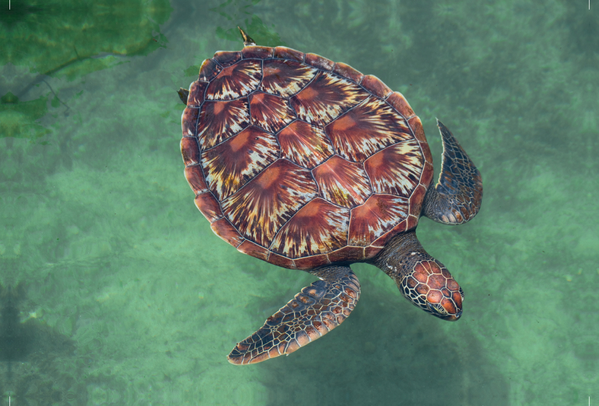 Große Schildkröte