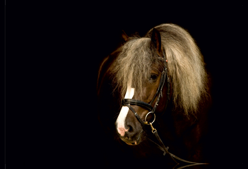 Schwarzwälder Kaltblut Portrait vor schwarzem Hintergrund