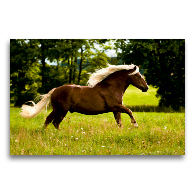 Schwarzwälder Kaltblut Wallach auf der Sommerkoppel im Galopp