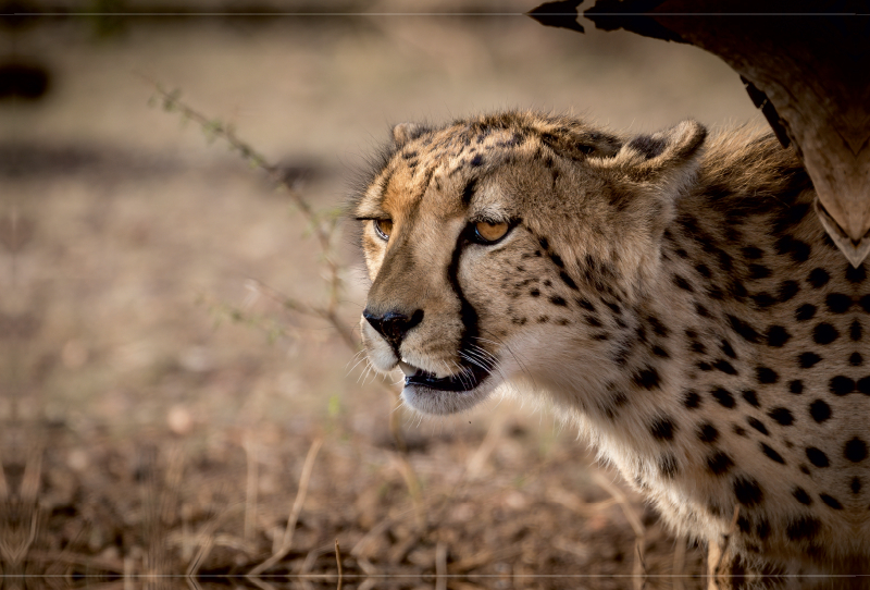 Gepard, Botswana 2017