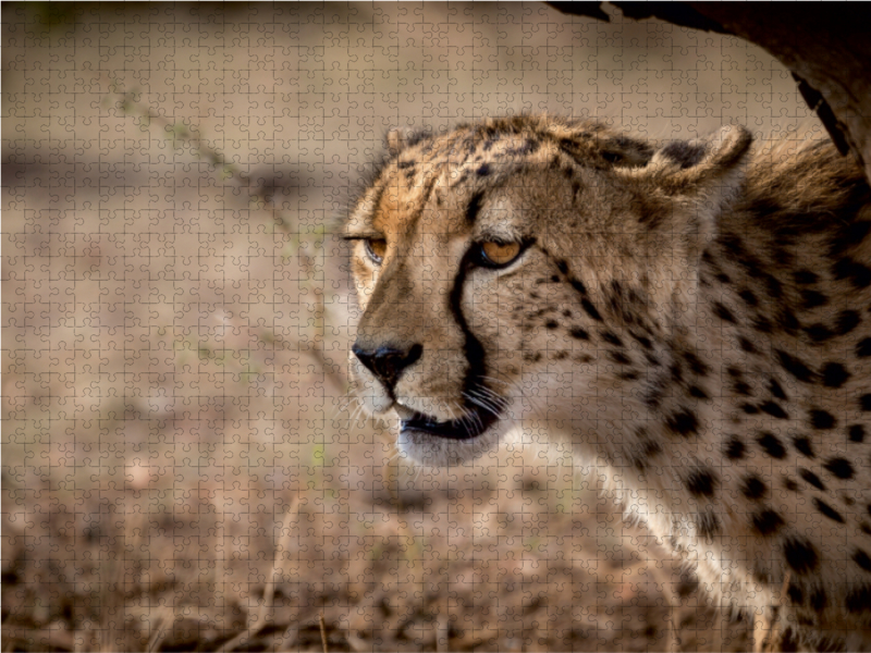 Gepard, Botswana 2017