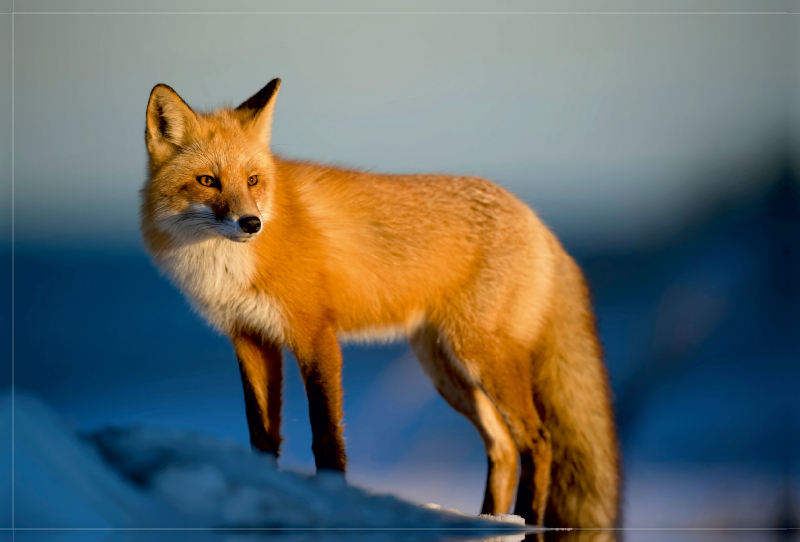 Der Fuchs - ein schlauer Räuber