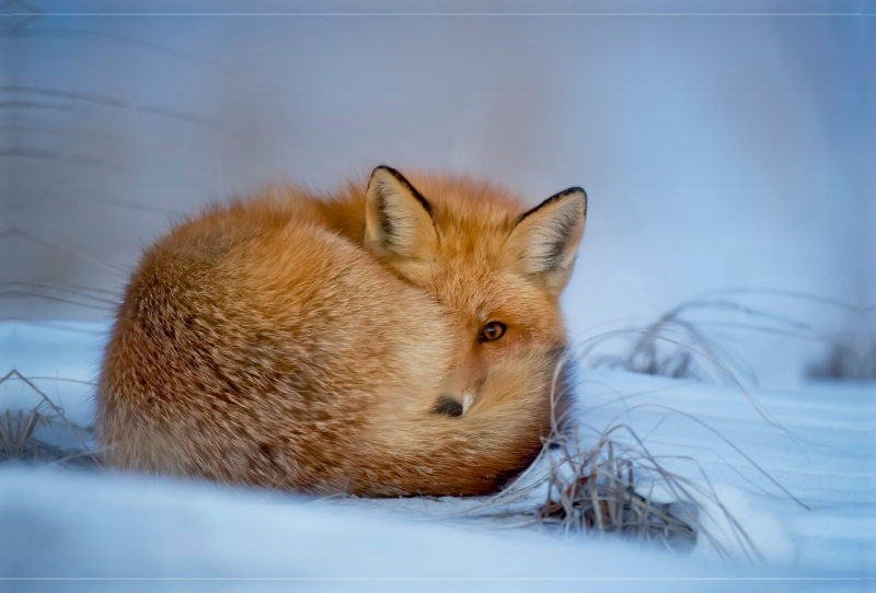 Der Fuchs - ein schlauer Räuber