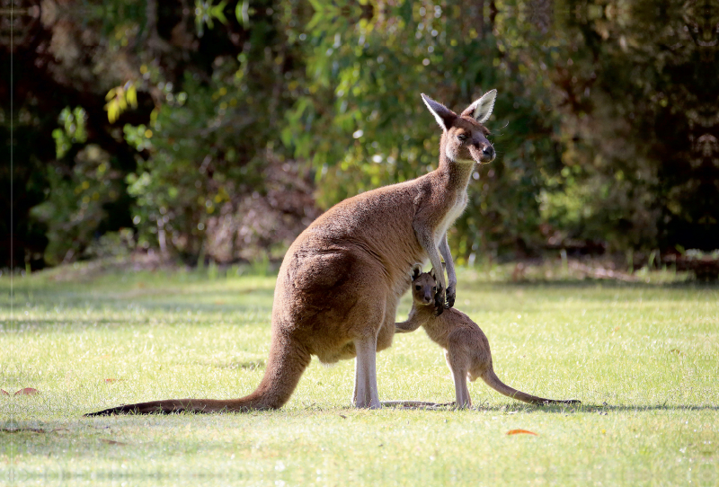 Kängurus, Pinnaroo Valley Memorial Park