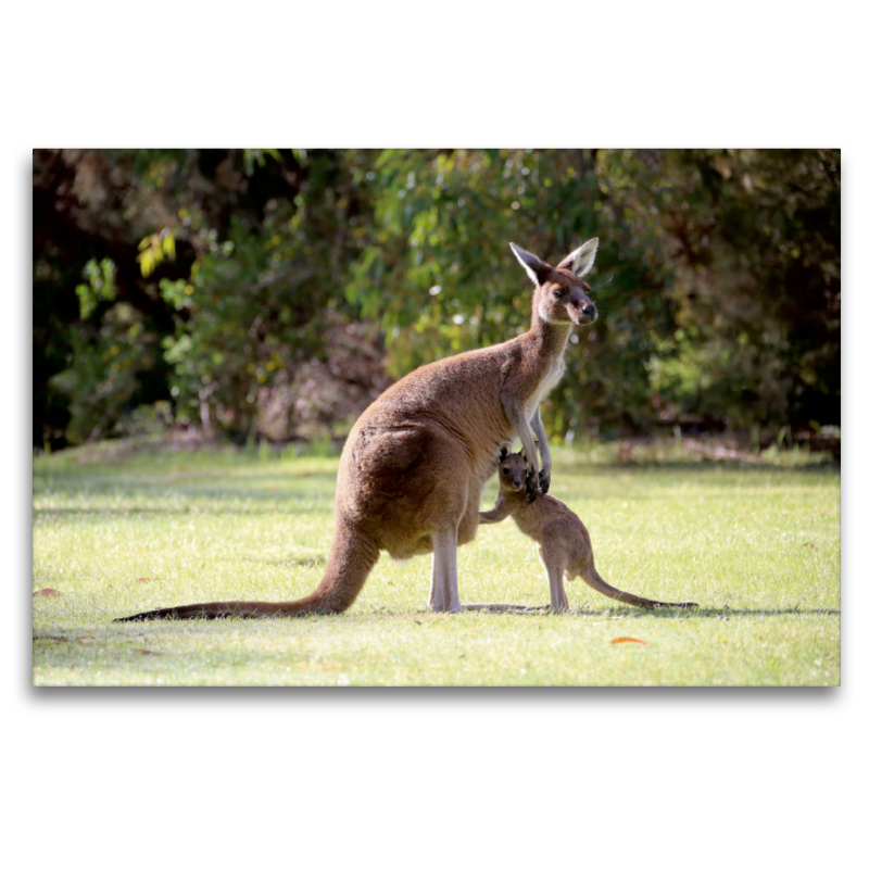 Kängurus, Pinnaroo Valley Memorial Park