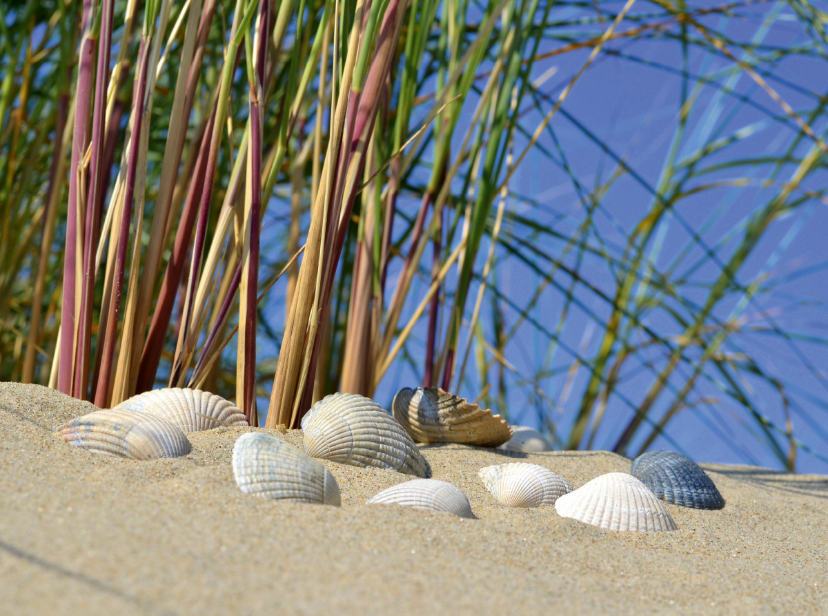 Muscheln in der Düne