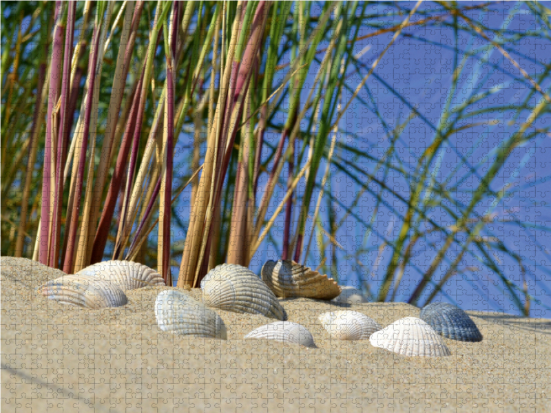 Muscheln in der Düne