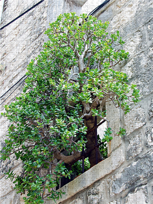 Baum im Fenster