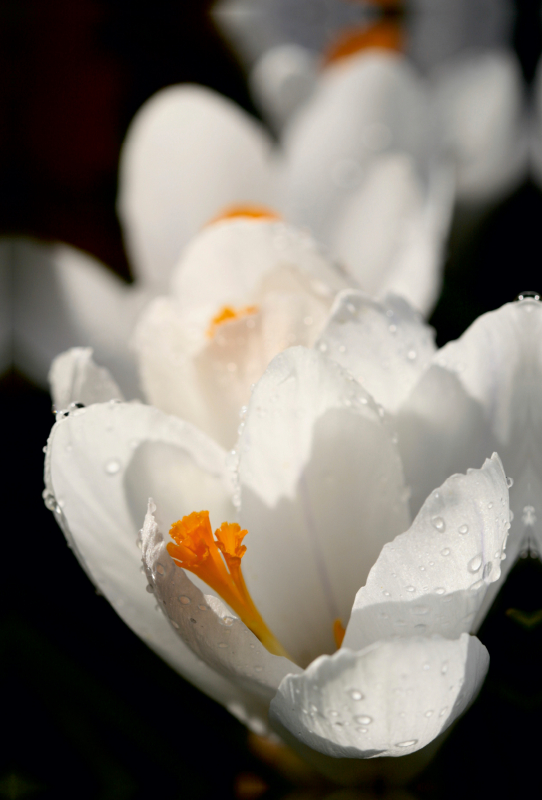 Krokusblüten