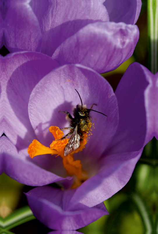 Lila Krokusblüte