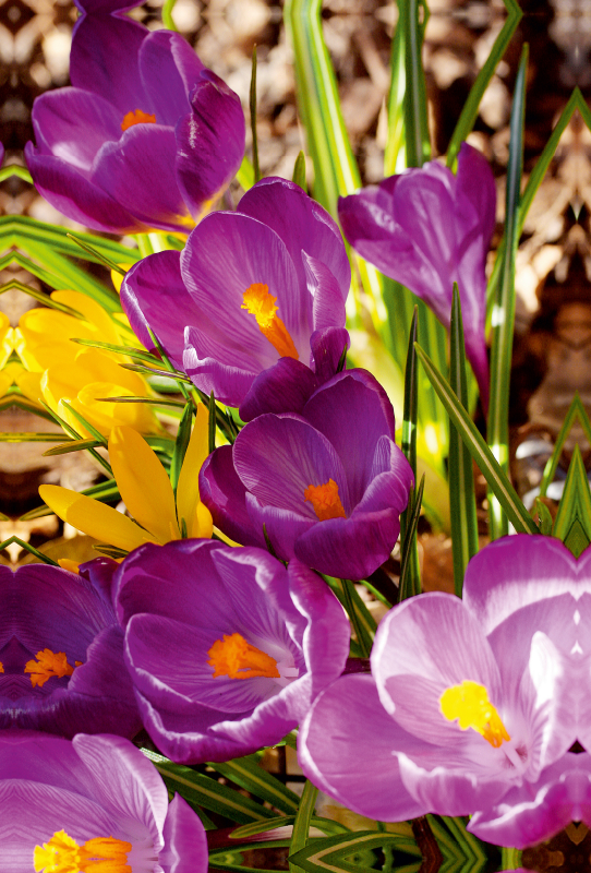 Violette und gelbe Krokusse