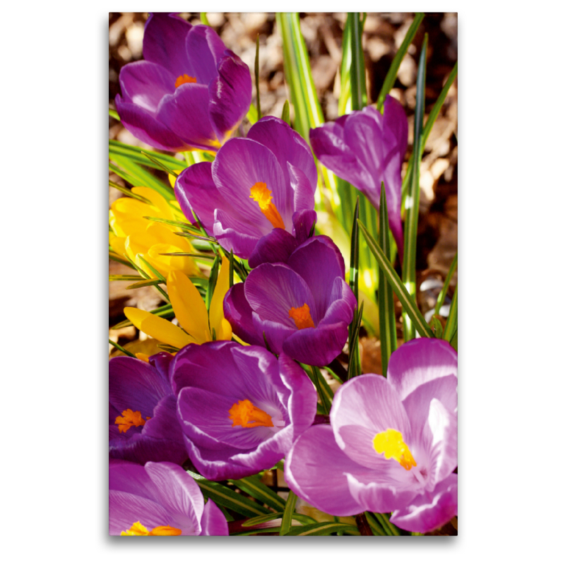 Violette und gelbe Krokusse