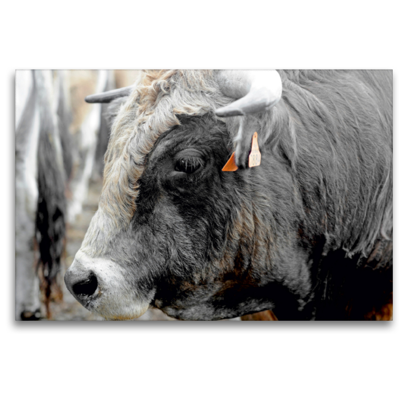 Bull Aubrac