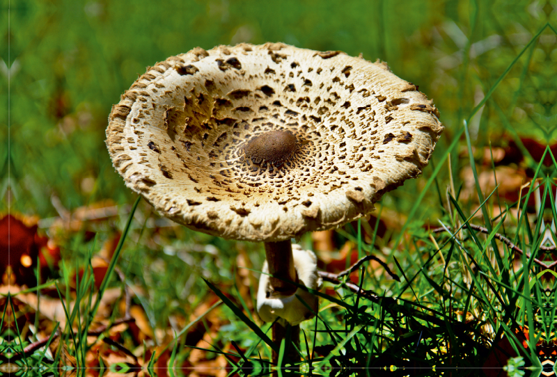 Pilz im Sonnenlicht