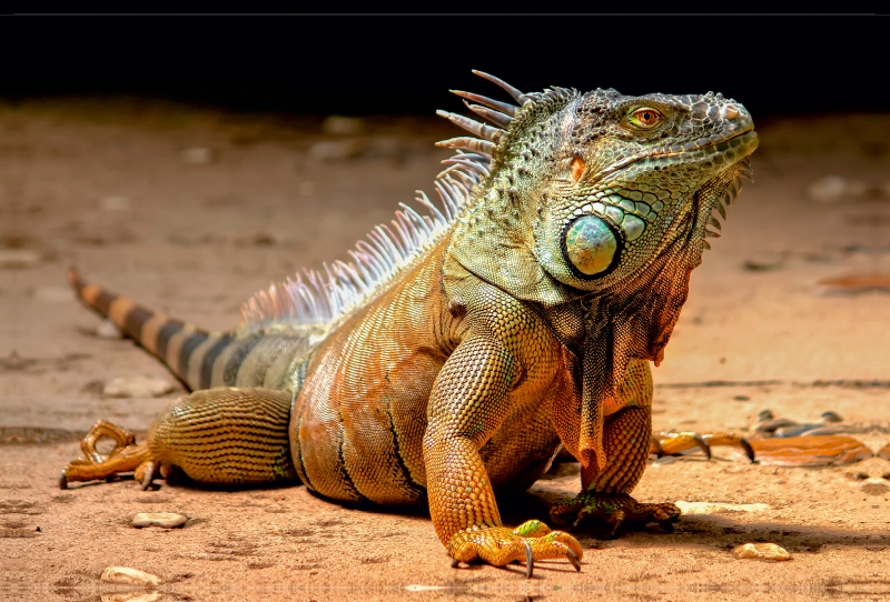 Wunderschöner Leguan