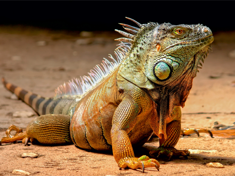 Wunderschöner Leguan