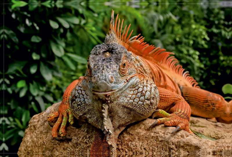 Wunderschöner Leguan