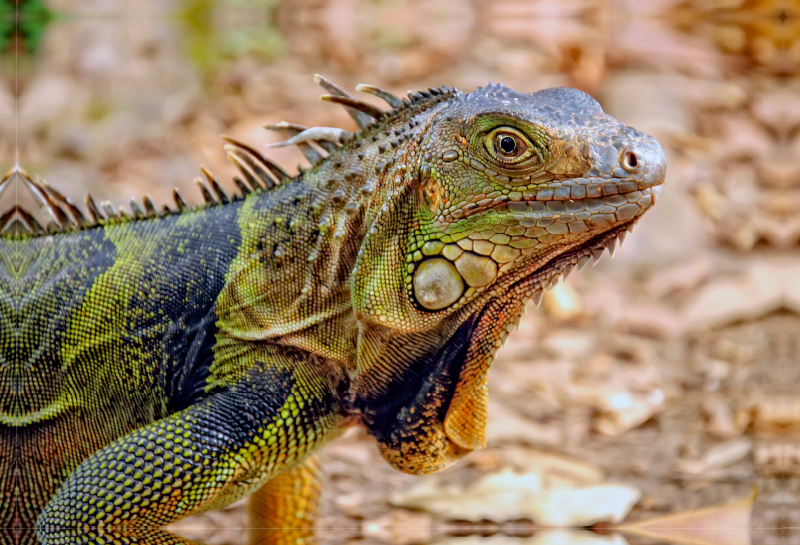 Wunderschöner Leguan