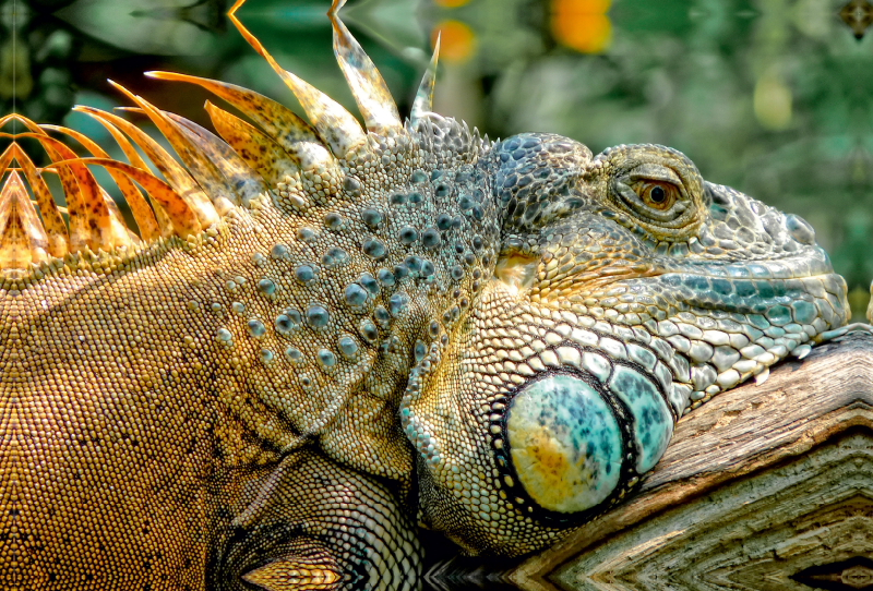 Wunderschöner Leguan