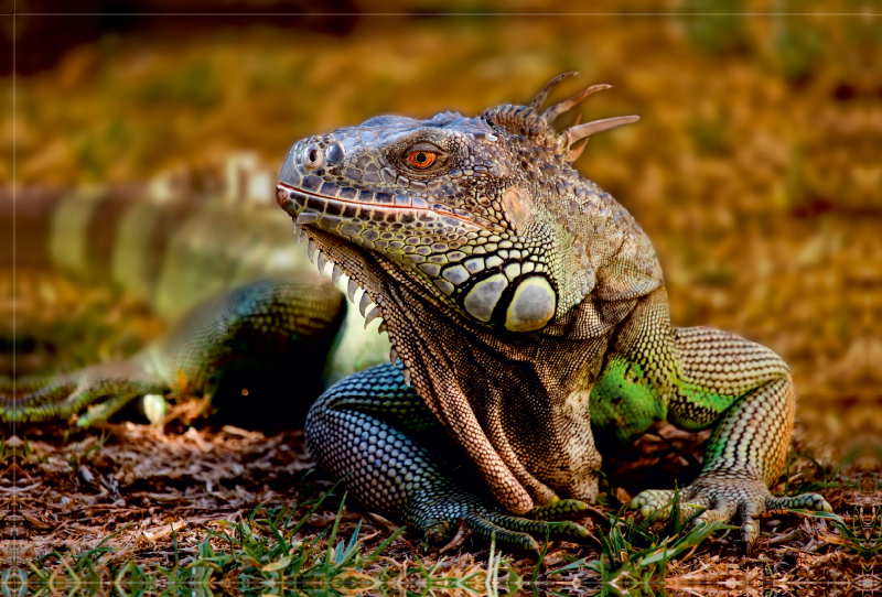 Wunderschöner Leguan