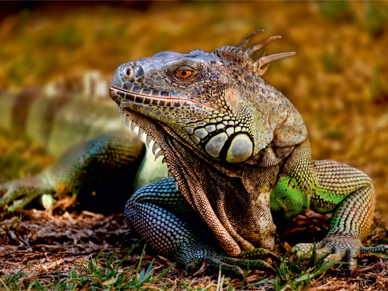 Wunderschöner Leguan