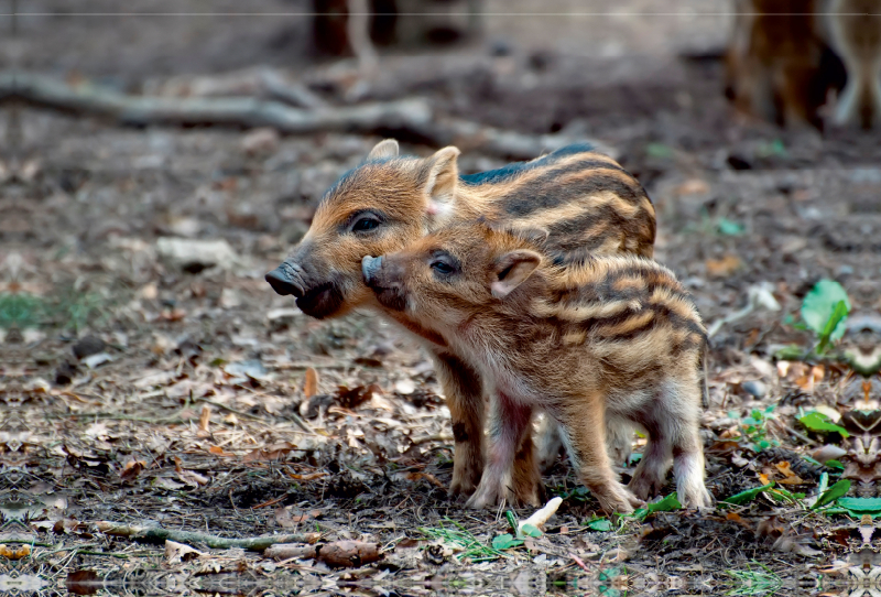 Wildschwein