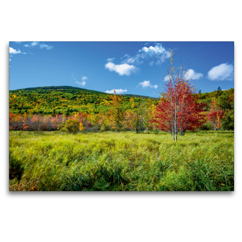 Farbenspiel im Acadia National Park