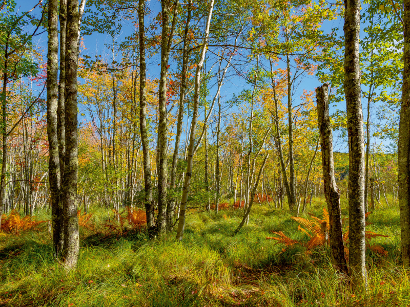 Wälder im Acadia National Park