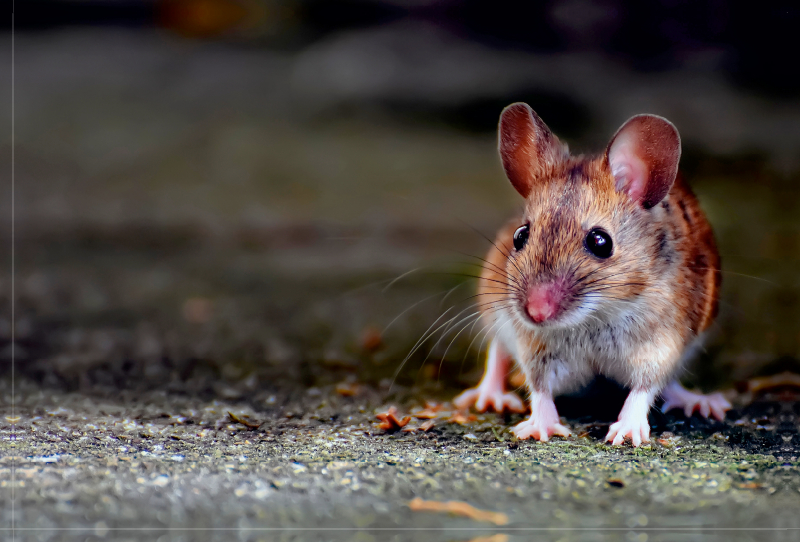 Kleiner Nager - Maus