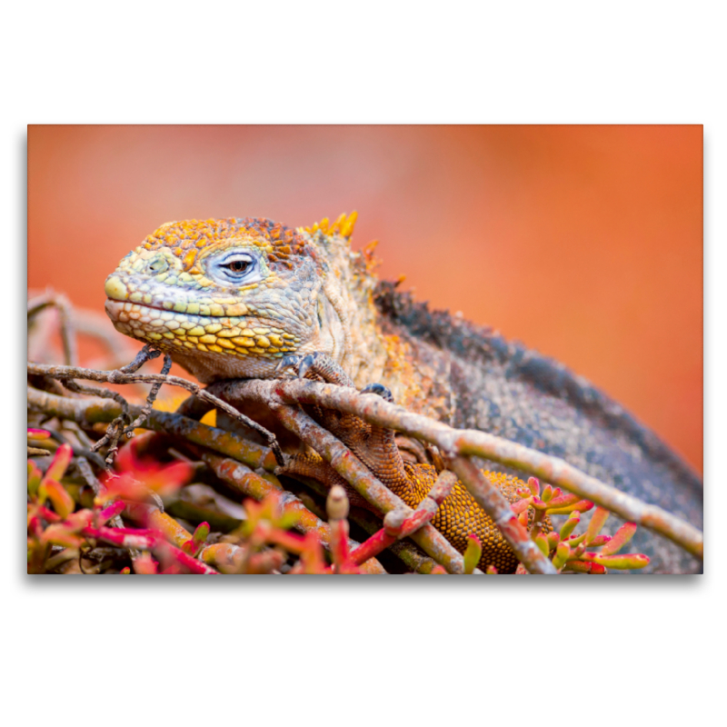 Landleguan