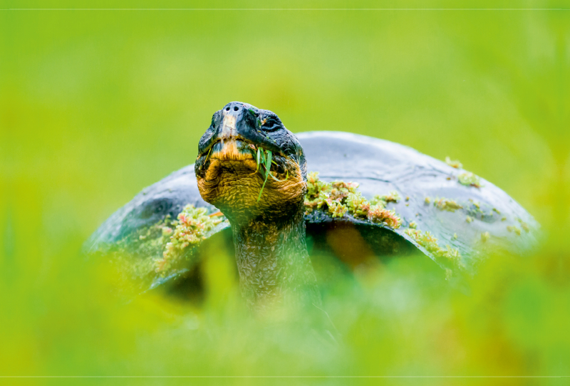 Galapagos-Riesenschildkröte