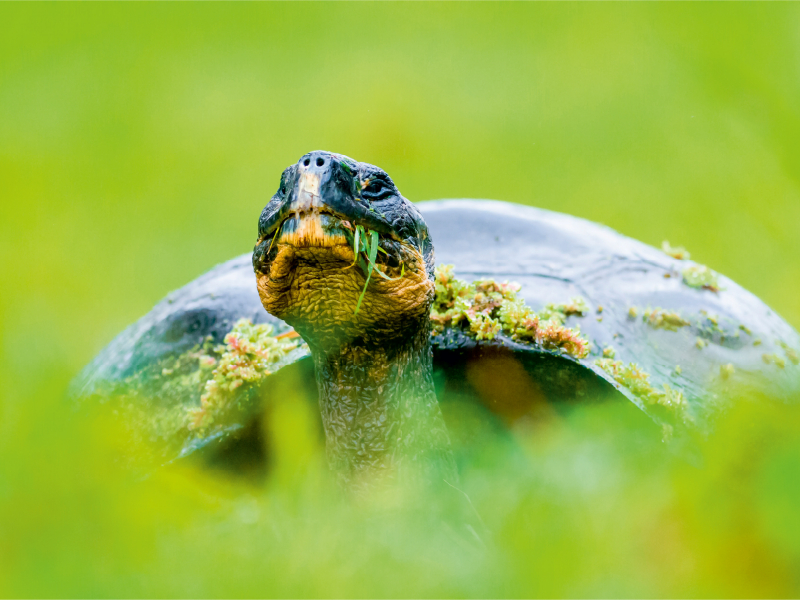 Galapagos-Riesenschildkröte