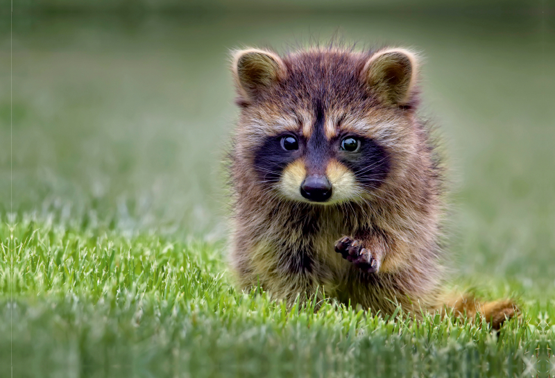 Niedlicher Allesfresser - Waschbär