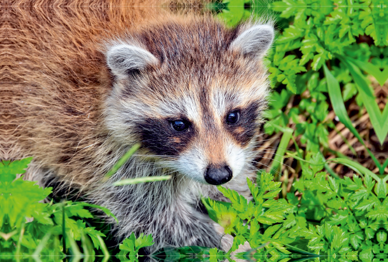 Niedlicher Allesfresser - Waschbär