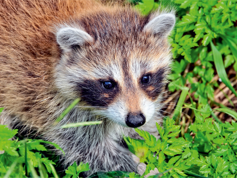 Niedlicher Allesfresser - Waschbär