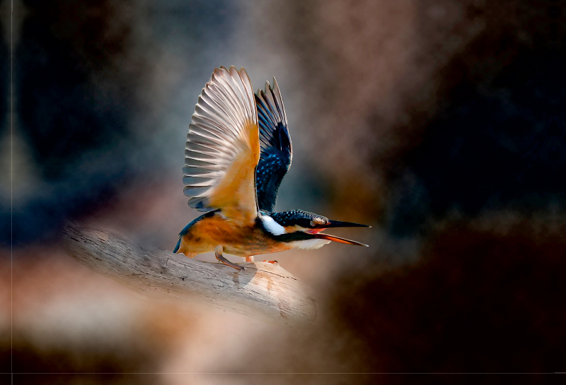 Wunderschöner Eisvogel