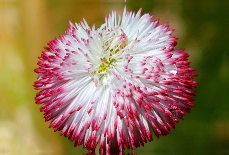 Bellis mit Wassertropfen