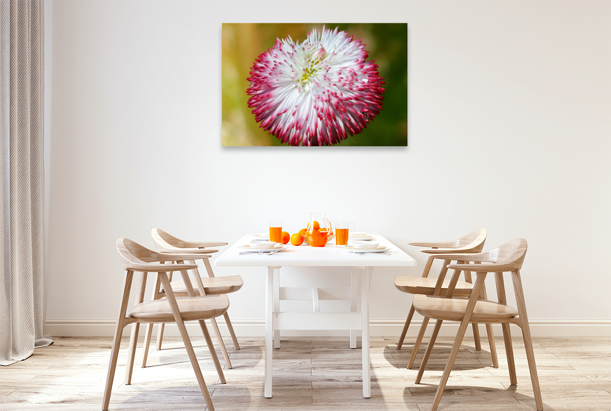 Bellis mit Wassertropfen