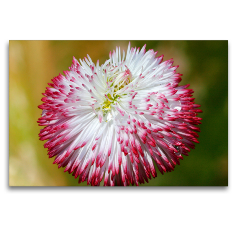 Bellis mit Wassertropfen