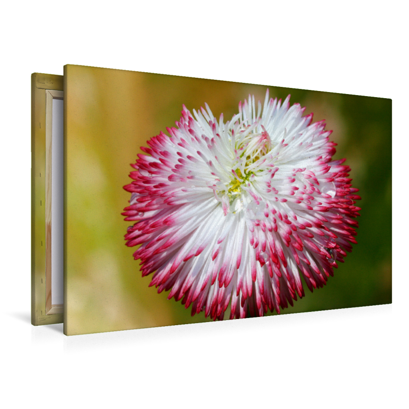 Bellis mit Wassertropfen