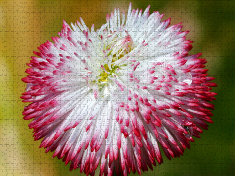 Bellis mit Wassertropfen