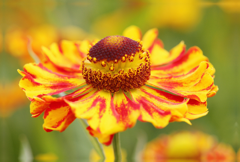 Sonnenbraut Helenium