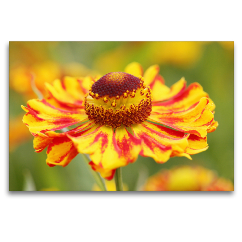 Sonnenbraut Helenium