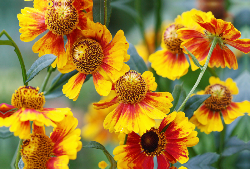 Sonnenbraut Helenium