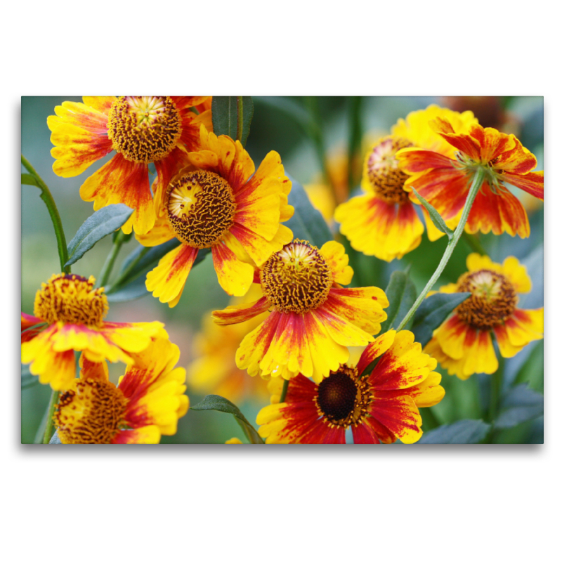 Sonnenbraut Helenium